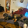 dogs, three_dogs, pets, canine, black_dogs, brown_dog, sitting, couch, living_room, indoor, home, portrait, group_photo, pet_portrait, collars, relaxed, adorable, cozy, wall_clock, furniture