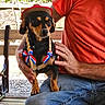Gema joined the competition — help win amazing prizes! dog, dachshund, pet, animal, cowboy_hat, braids, ribbons, patriotic, black_and_tan, sitting, outdoor, garden, wooden_bench, person, lap, blue_jeans, red_shirt, sunlight, portrait, funny