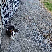Appy participe au concours pour gagner de l'argent avec cette photo : dog, gravel, fence, metal_gate, wooden_wall, outdoor, grass, security_camera, timestamp, path, pet, animal, lying_down, black_dog, white_paws, brown_markings, daylight, rural, yard, canine
