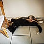 animal, black_fur, canine, companion, cushion, cute, dog, domestic, floor, furniture, home, indoor, lying_down, pet, relaxed, resting, sleeping, tan_fur, tile_floor, wooden_chair