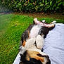 Appy a rejoint le concours — aidez-le/la à gagner de superbes lots ! dog, lying_down, outdoor, grass, hedge, white_sheet, tricolor, playful, relaxed, fur, pet, canine, nature, animal, resting, side_view, muzzle, ears, paws, garden