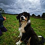 animal, black_fur, brown_fur, canine, cloudy_sky, cute, dog, fence, field, grass, kneeling, nature, outdoor, overcast, person, pet, puppy, trees, white_fur, young_dog