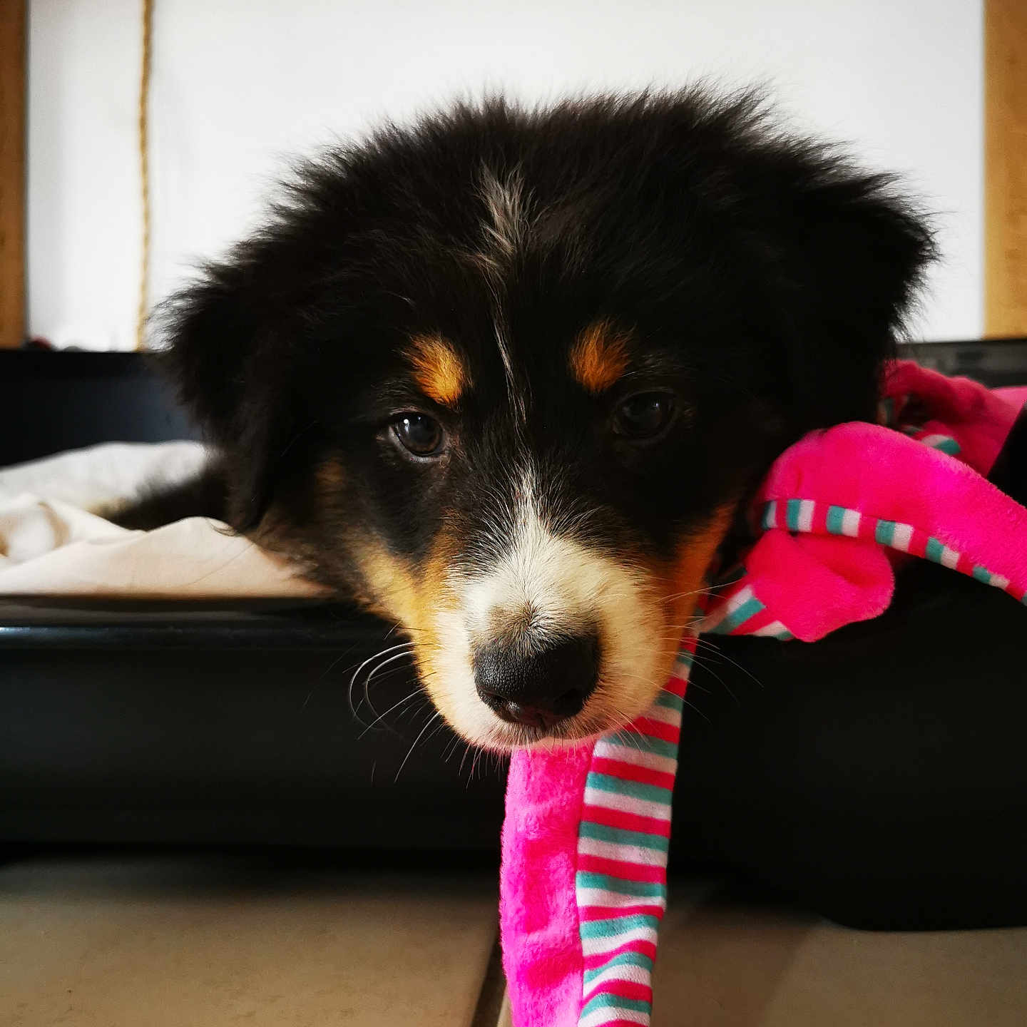 Appy a rejoint le concours — aidez-le/la à gagner de superbes lots ! adorable, animal, bed, black, brown, closeup, cute, dog, ears, face, fluffy, indoor, nose, pet, pink, puppy, resting, striped, toy, white