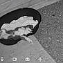 animal, black_and_white, canine, dog, fence, floor, fur, gravel, home, laying_down, night_vision, outdoor, paw, peaceful, pet_bed, quiet, relax, resting, sleeping, wooden_wall