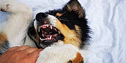 Appy participe au concours pour gagner de l'argent avec cette photo : puppy, dog, playful, bite, teeth, hand, fluffy, fur, white_blanket, colorful_fabric, close_up, paw, cute, pet, animal, lying_down, indoor, soft_texture, young_dog, black_tan_white