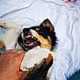 puppy, dog, playful, bite, teeth, hand, fluffy, fur, white_blanket, colorful_fabric, close_up, paw, cute, pet, animal, lying_down, indoor, soft_texture, young_dog, black_tan_white
