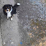 Appy a rejoint le concours — aidez-le/la à gagner de superbes lots ! animal, black_and_white, brown, canine, curious, daytime, digital_interface, dog, ears, fur, grass, gravel, ground, looking_up, outdoor, path, pet, security_camera, tail, wooden_wall