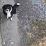 Appy a rejoint le concours — aidez-le/la à gagner de superbes lots ! dog, outdoor, gravel, wooden_wall, path, grass, pet, animal, canine, looking_up, fur, black_and_white, brown, tail, ears, security_camera, digital_interface, daytime, ground, curious