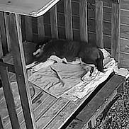 Appy a rejoint le concours — aidez-le/la à gagner de superbes lots ! dog, wooden_pen, blanket, resting, indoor, pet, sleeping, fence, animal, quiet, cozy, black_and_white, floor, wood, napping, cage, enclosure, peaceful, domestic, gravel