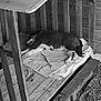 dog, wooden_pen, blanket, resting, indoor, pet, sleeping, fence, animal, quiet, cozy, black_and_white, floor, wood, napping, cage, enclosure, peaceful, domestic, gravel
