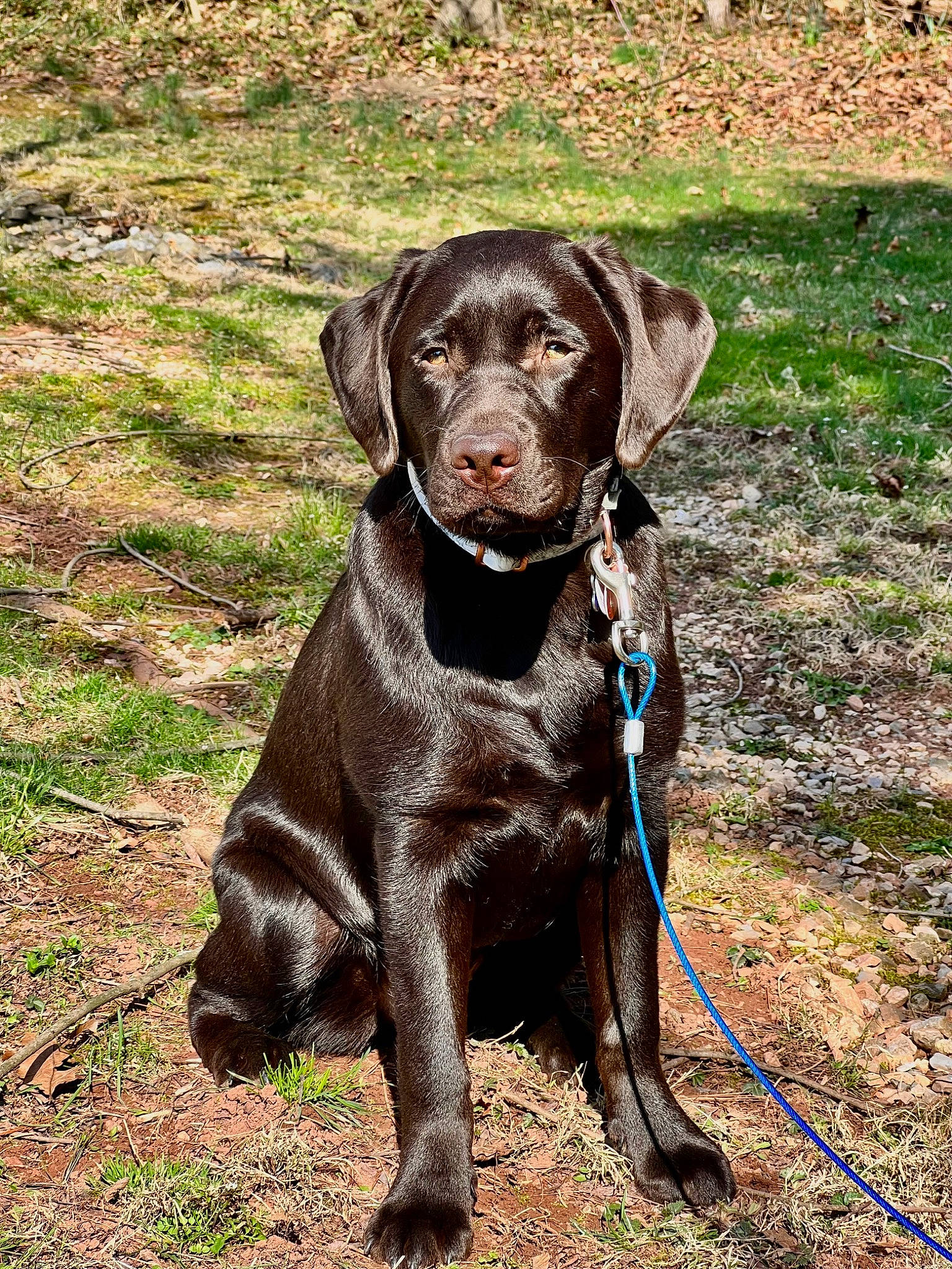 Oakley joined the competition — help win amazing prizes! borador, canidae, carnivore, collar, companion_dog, dog, dog_breed, dog_collar, fawn, fur, grass, gun_dog, hat, leash, liver, retriever, snout, sporting_group, whiskers, working_animal