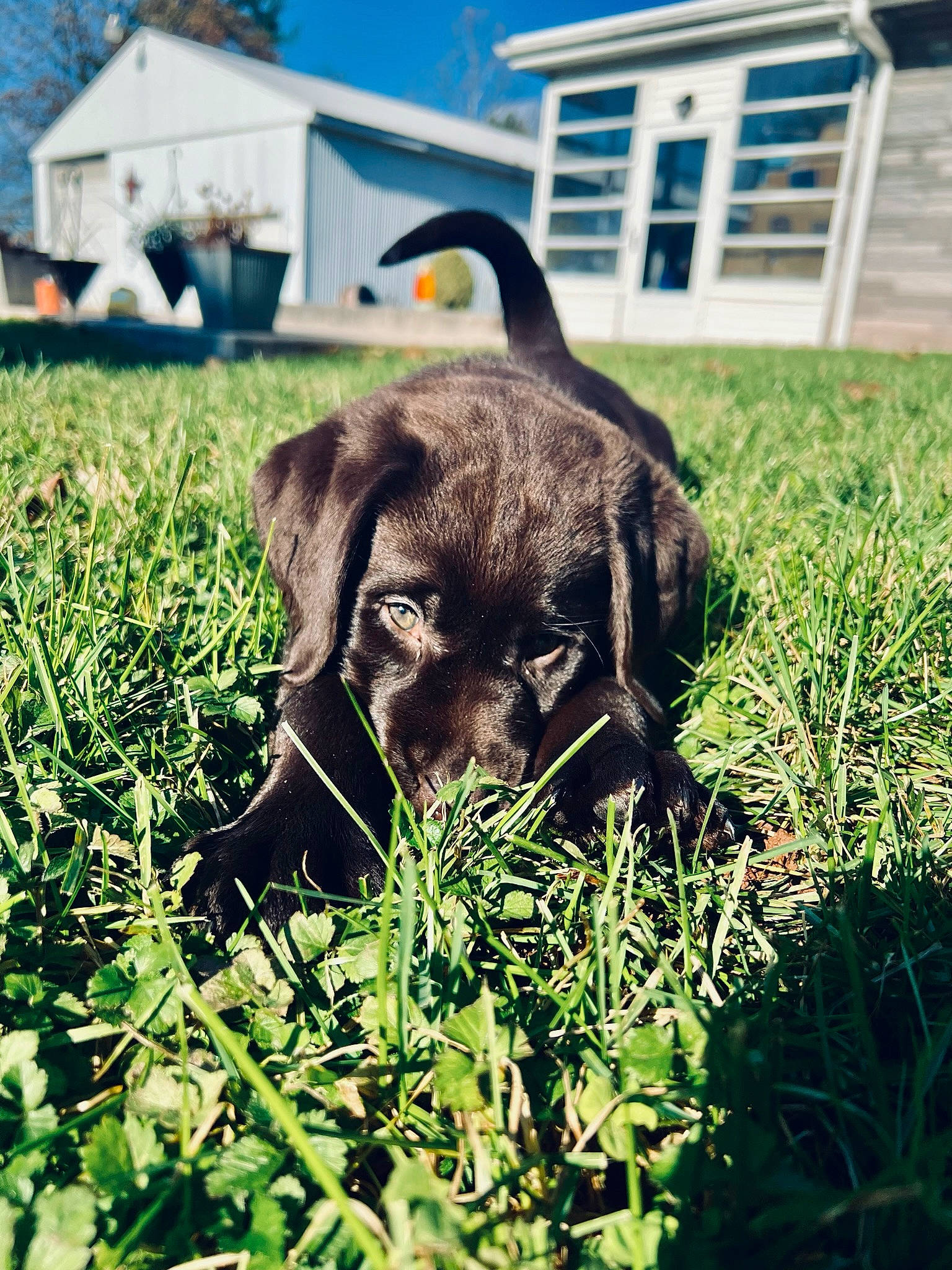 Oakley joined the competition — help win amazing prizes! carnivore, companion_dog, dog, dog_breed, grass, grass_family, grassland, groundcover, gun_dog, liver, plant, prairie, retriever, sky, soil, sporting_group, terrestrial_animal, whiskers, window, working_animal