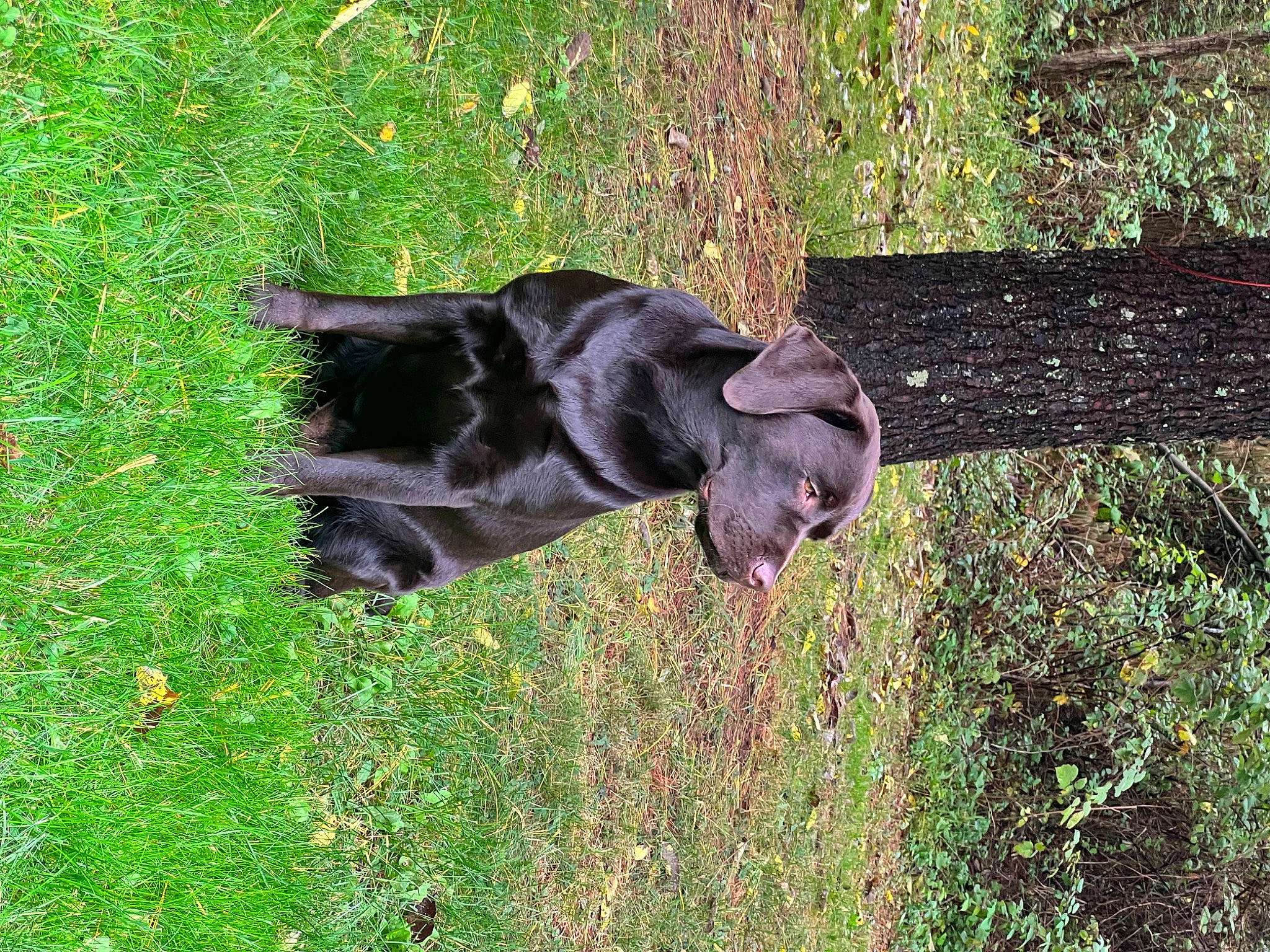 Oakley joined the competition — help win amazing prizes! borador, bovine, carnivore, companion_dog, dog, dog_breed, fur, grass, grassland, groundcover, guard_dog, gun_dog, liver, plant, pointing_breed, shrub, sporting_group, tail, terrestrial_animal, working_animal