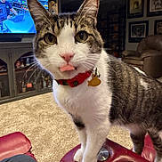 Sawyer is registered to the contest to win money with this photo: cat, tabby_cat, pet, animal, living_room, red_collar, carpet, television, furniture, cabinet, person_on_tv, leather_seat, tongue_out, domestic_animal, home_interior, portrait, curious, whiskers, ears, four_legs