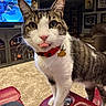 cat, tabby_cat, pet, animal, living_room, red_collar, carpet, television, furniture, cabinet, person_on_tv, leather_seat, tongue_out, domestic_animal, home_interior, portrait, curious, whiskers, ears, four_legs