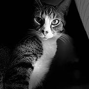 Noah is registered to the contest to win money with this photo: animal, black_and_white, cat, close_up, curious, domestic_cat, expression, eyes, face, feline, fur, indoor, light, mammal, pet, portrait, shadow, striped, texture, whiskers
