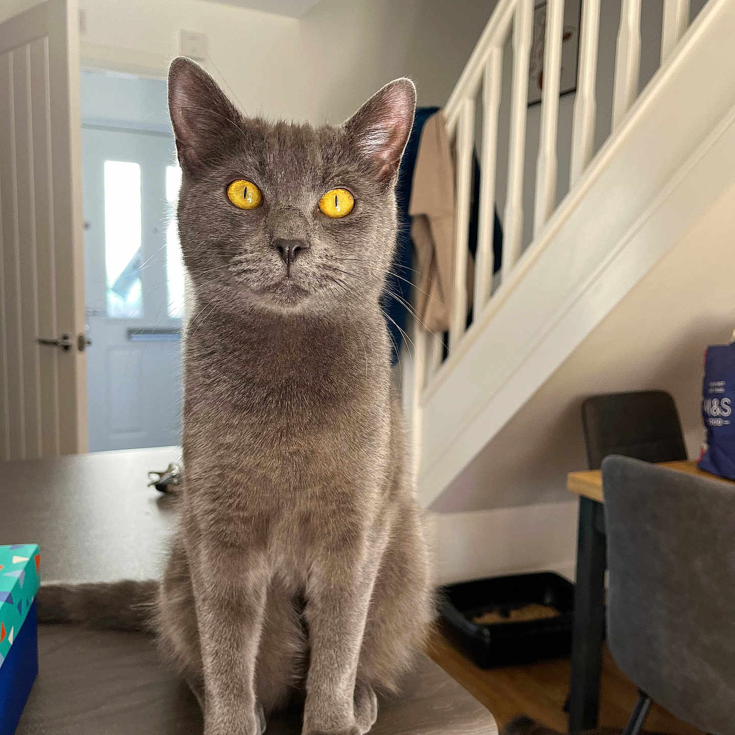 Milo is registered to the contest to win money with this photo: accessories, animal, architecture, bag, box, building, canine, cat, chair, dog, furniture, handbag, handrail, house, housing, indoors, interiordesign, pet, staircase, wood
