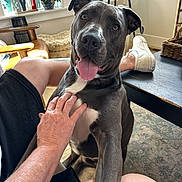 Dodger is registered to the contest to win money with this photo: basket, chair, dog, furniture, gray_dog, happy, home, human_hand, indoor, lap, pet, pitbull, plants, portrait, rug, shoe, sunlight, table, tongue_out, window