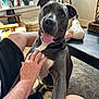 basket, chair, dog, furniture, gray_dog, happy, home, human_hand, indoor, lap, pet, pitbull, plants, portrait, rug, shoe, sunlight, table, tongue_out, window
