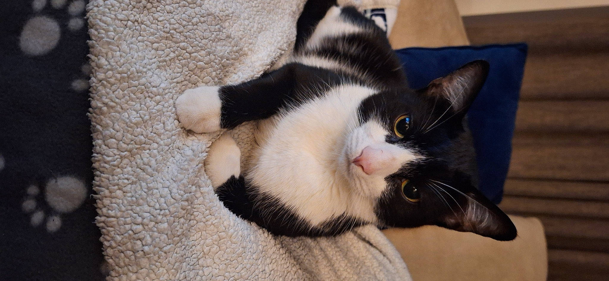 Felix participe au concours pour gagner de l'argent avec cette photo : carnivore, cat, claw, comfort, domestic_short_haired_cat, eye, felidae, fur, paw, small_to_medium_sized_cats, snout, tail, terrestrial_animal, whiskers