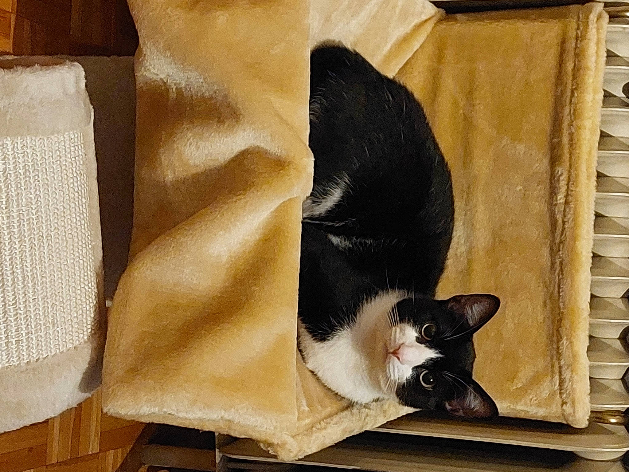 Felix a rejoint le concours — aidez-le/la à gagner de superbes lots ! black_cat, brown, carnivore, cat, cat_supply, comfort, domestic_short_haired_cat, fawn, felidae, fur, hardwood, linens, mammal, pet_supply, small_to_medium_sized_cats, snout, tail, whiskers, window, wood