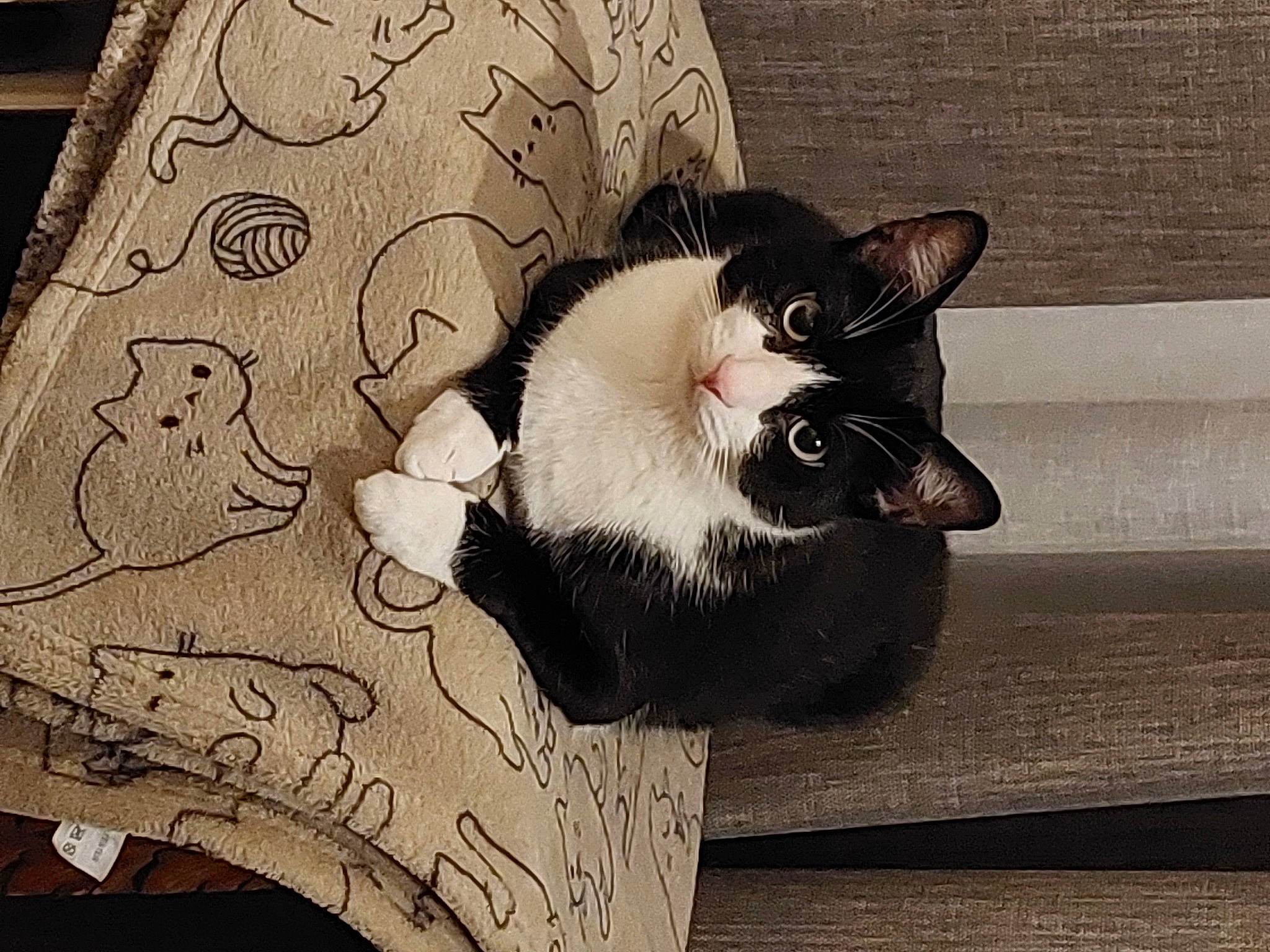 Felix participe au concours pour gagner de l'argent avec cette photo : black_cat, carnivore, cat, domestic_short_haired_cat, felidae, flooring, fur, grey, monochrome, monochrome_photography, paw, plant, shadow, sitting, small_to_medium_sized_cats, tail, tints_and_shades, whiskers, window, wood