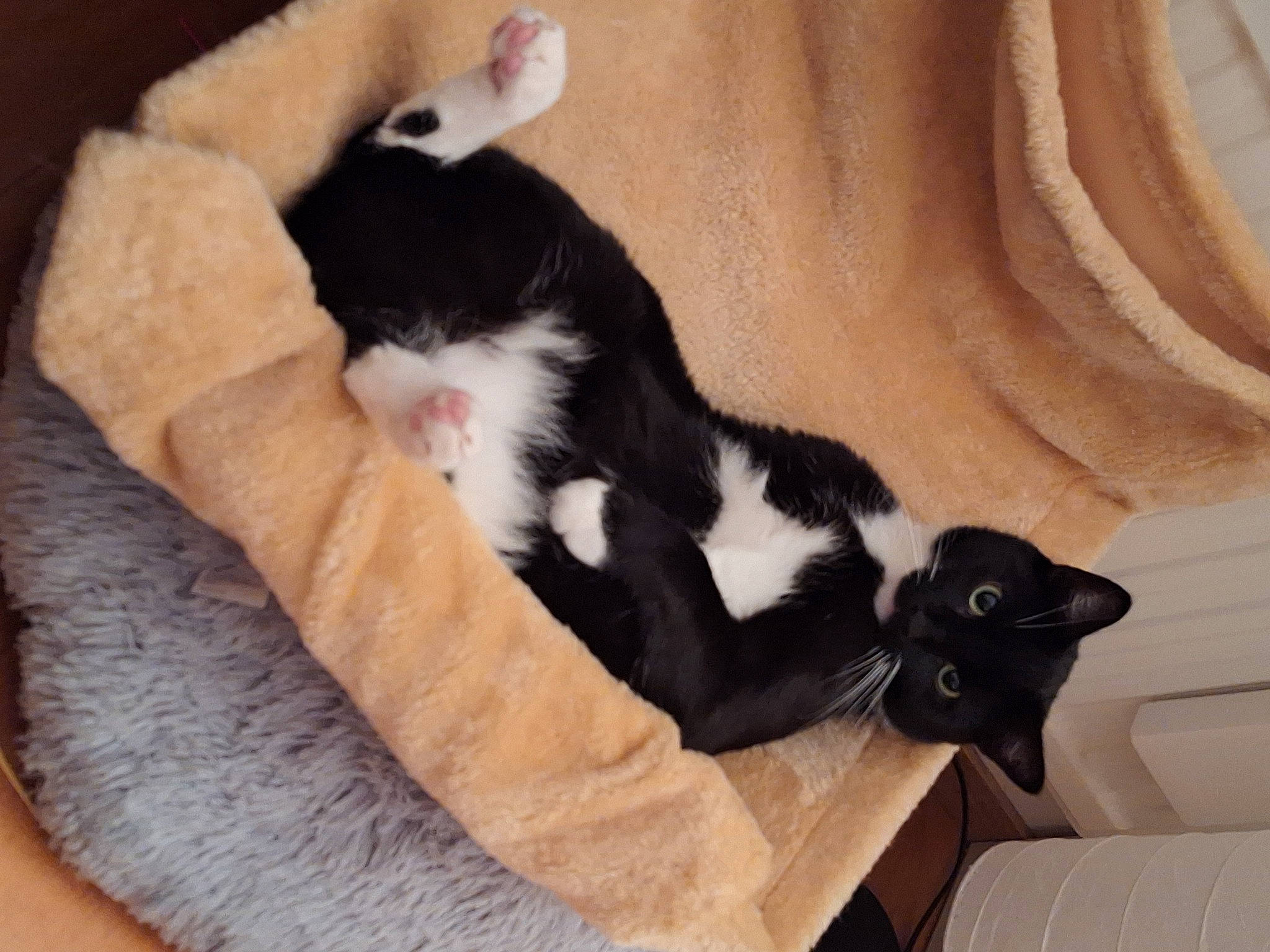 Chauwie participe au concours pour gagner de l'argent avec cette photo : carnivore, cat, cat_bed, cat_supply, claw, comfort, companion_dog, curtain, dog_breed, domestic_short_haired_cat, felidae, fur, hardwood, linens, paw, room, small_to_medium_sized_cats, tail, whiskers, wood