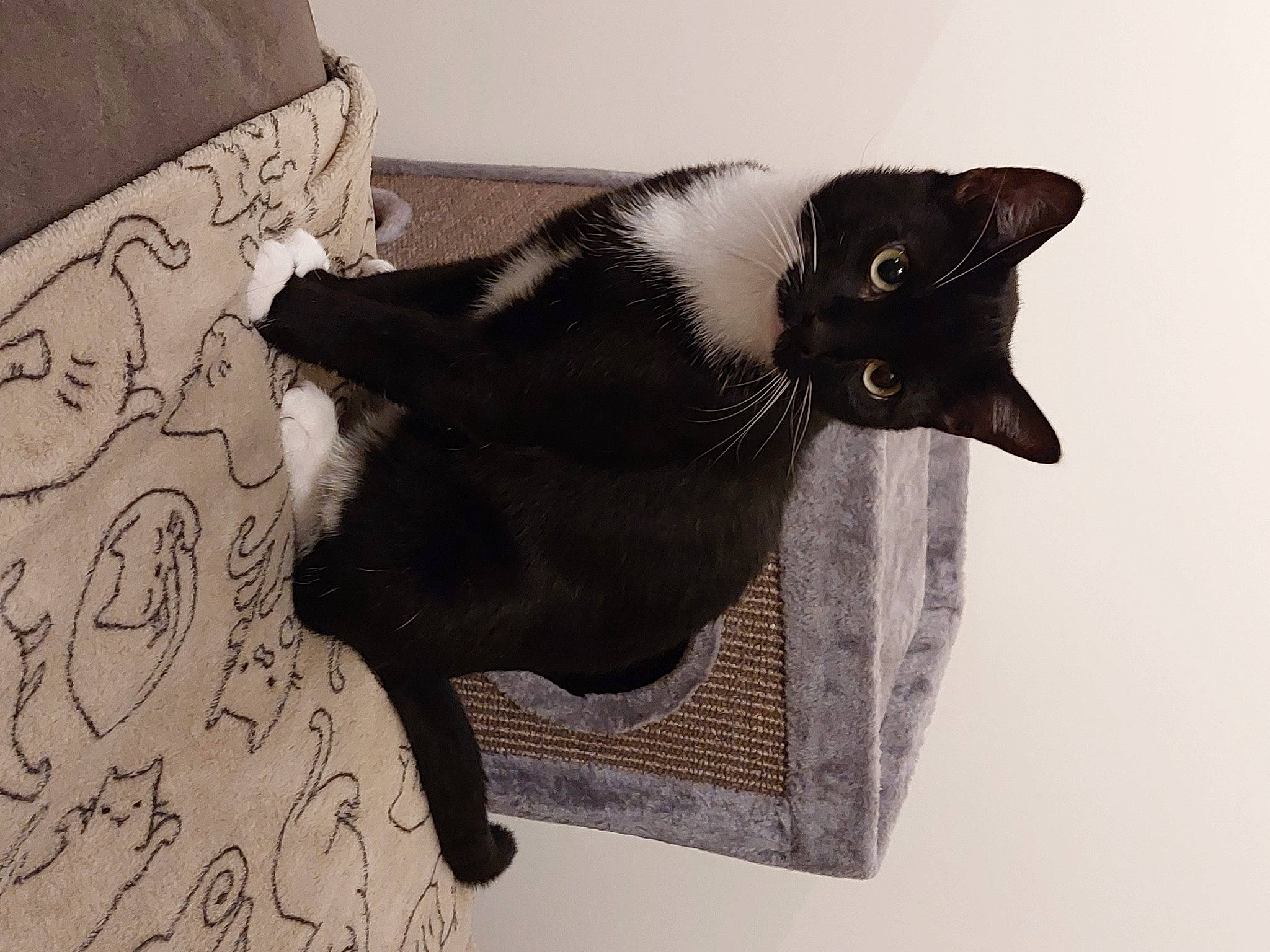 Chauwie a rejoint le concours — aidez-le/la à gagner de superbes lots ! black_cat, bombay, carnivore, cat, cat_supply, claw, comfort, domestic_short_haired_cat, felidae, fur, grey, linens, pattern, pet_supply, rectangle, room, small_to_medium_sized_cats, snout, tail, whiskers