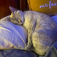 Angelina joined the competition — help win amazing prizes! cat, sleeping, pillow, cushion, indoor, feline, resting, cozy, fur, pet, domestic_animal, relaxation, bedroom, comfort, animal, whiskers, cute, soft, peaceful, nap