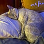 cat, sleeping, pillow, cushion, indoor, feline, resting, cozy, fur, pet, domestic_animal, relaxation, bedroom, comfort, animal, whiskers, cute, soft, peaceful, nap