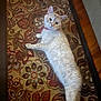 Angelina is registered to the contest to win money with this photo: cat, pet, indoor, carpet, patterned_rug, feline, collar, lying_down, curious, fur, domestic_animal, floor, relaxed, looking_up, whiskers, ears, tail, home, animal, mammal