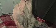 Angelina is registered to the contest to win money with this photo: cat, animal, pet, indoor, blanket, checkered, relaxed, sitting, feline, cozy, home, furry, cute, resting, domestic, mammal, fur, whiskers, collar, wall