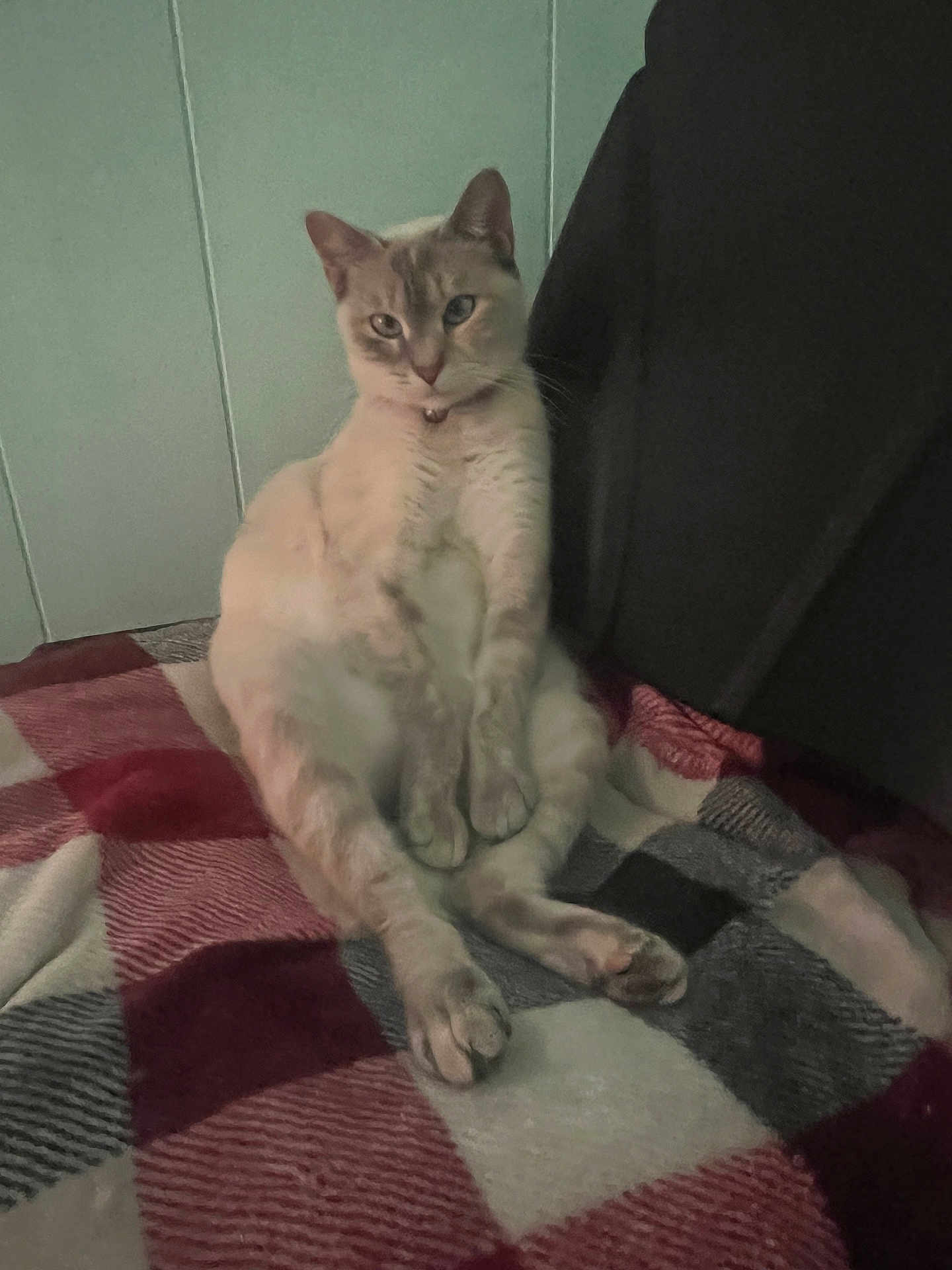 Angelina is registered to the contest to win money with this photo: cat, animal, pet, indoor, blanket, checkered, relaxed, sitting, feline, cozy, home, furry, cute, resting, domestic, mammal, fur, whiskers, collar, wall