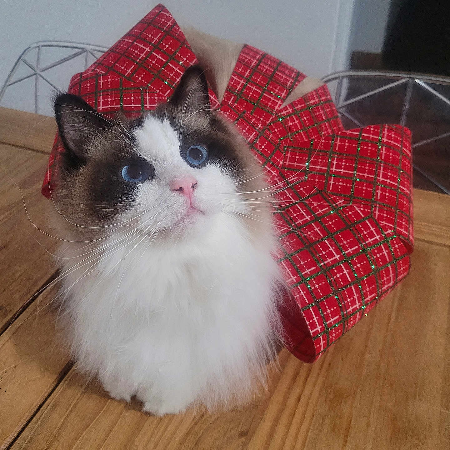 Ruoye participe au concours pour gagner de l'argent avec cette photo : cat, fluffy, blue_eyes, long_hair, white_fur, brown_fur, black_fur, pet, animal, sitting, portrait, indoors, wooden_floor, plaid, pillows, christmas, festive, furniture, whiskers, cute