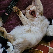 Suna participe au concours pour gagner de l'argent avec cette photo : cat, yawning, sleepy, fluffy, white_fur, orange_markings, pet, animal, indoors, couch, blanket, remote_control, television, paws, open_mouth, relaxed, funny, portrait, cozy, home