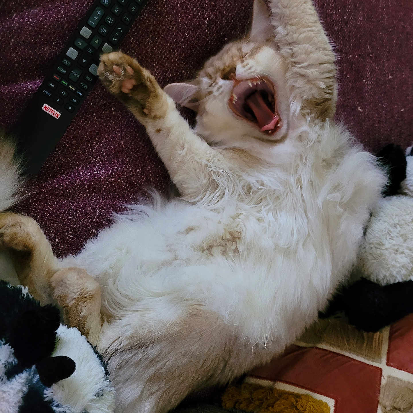 Suna participe au concours pour gagner de l'argent avec cette photo : cat, yawning, sleepy, fluffy, white_fur, orange_markings, pet, animal, indoors, couch, blanket, remote_control, television, paws, open_mouth, relaxed, funny, portrait, cozy, home