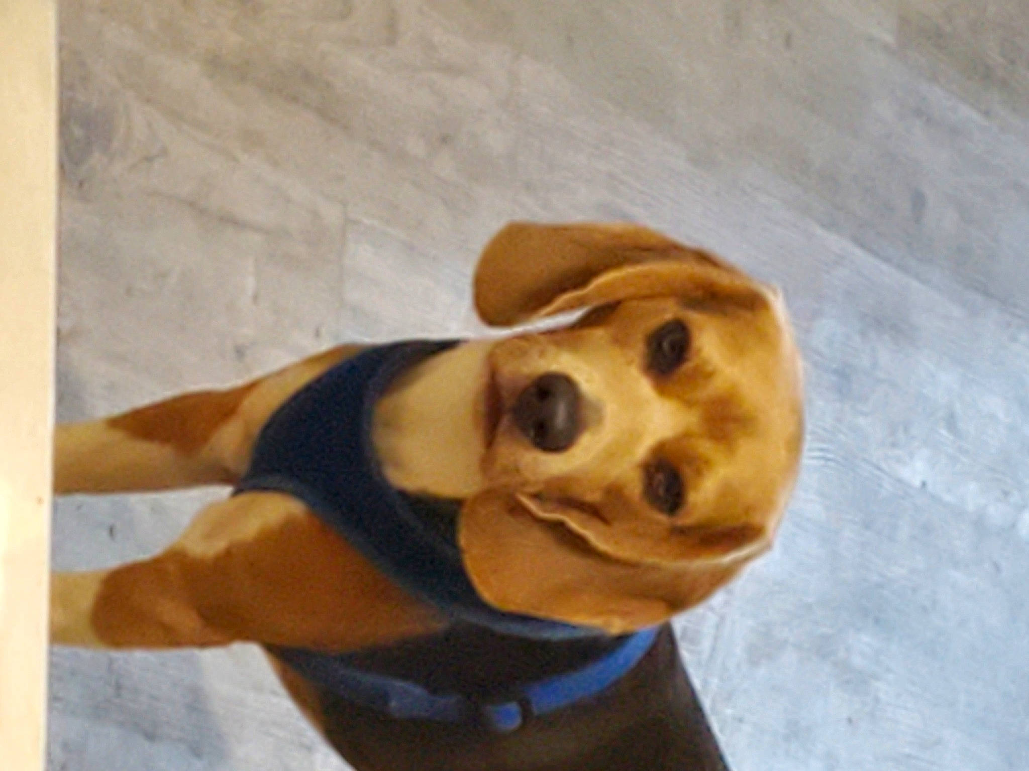 Jake is registered to the contest to win money with this photo: canidae, carnivore, collar, companion_dog, dog, dog_breed, dog_clothes, dog_collar, dog_supply, ear, fawn, fur, hat, liver, pet_supply, snout, sporting_group, whiskers, wood, working_animal