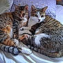 Edison And Eileen is registered to the contest to win money with this photo: animal, bed, blanket, cat, companions, cozy, cute, domestic_animal, feline, fur, indoor, pets, relaxing, resting, sleeping, snuggling, soft, tabby_cat, two_cats, whiskers