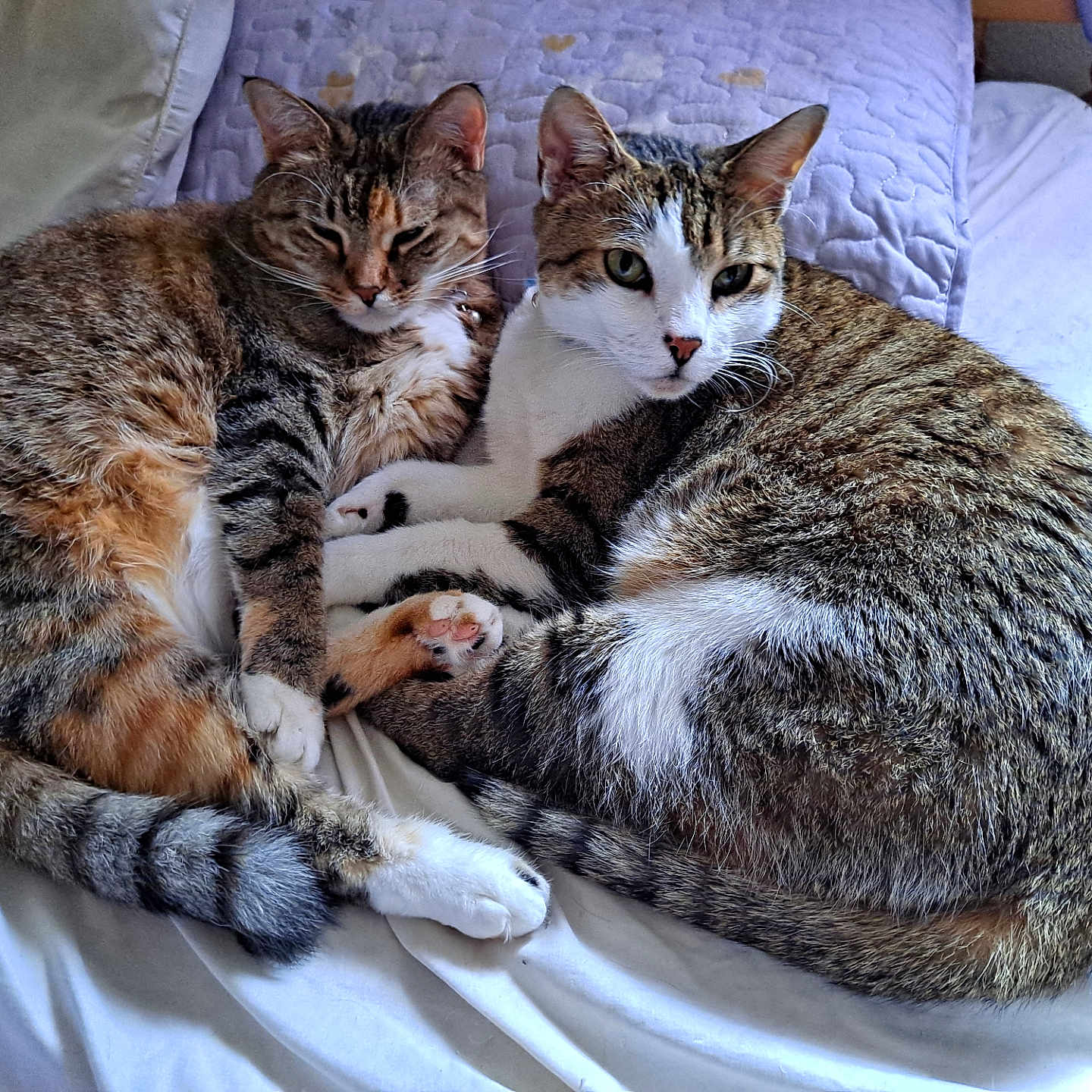 Edison And Eileen is registered to the contest to win money with this photo: animal, bed, blanket, cat, companions, cozy, cute, domestic_animal, feline, fur, indoor, pets, relaxing, resting, sleeping, snuggling, soft, tabby_cat, two_cats, whiskers
