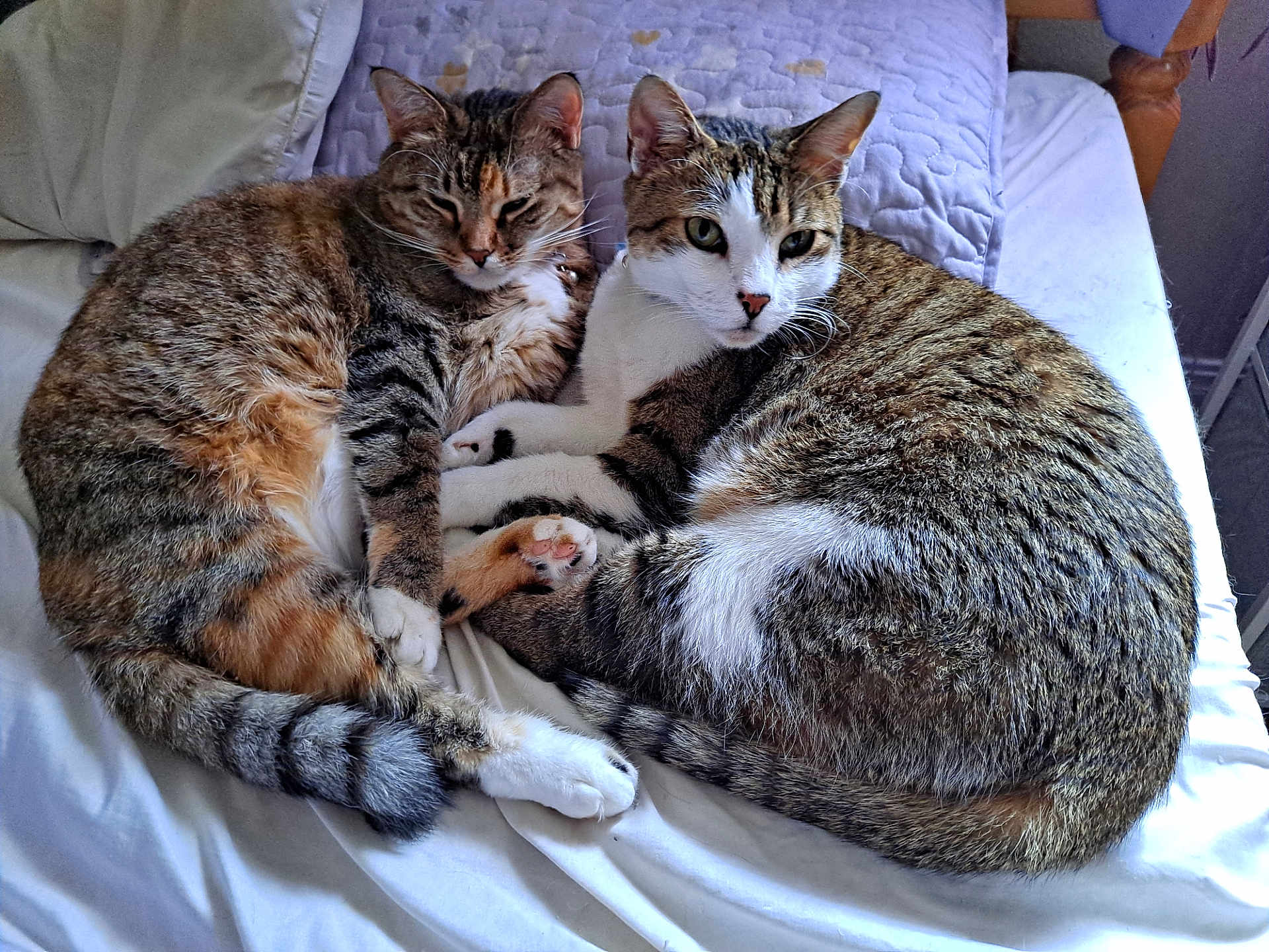 Edison And Eileen is registered to the contest to win money with this photo: animal, bed, blanket, cat, companions, cozy, cute, domestic_animal, feline, fur, indoor, pets, relaxing, resting, sleeping, snuggling, soft, tabby_cat, two_cats, whiskers