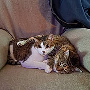 Edison And Eileen joined the competition — help win amazing prizes! animal, armchair, cat, comfort, companion, cozy, cute, domestic, feline, friendship, fur, indoor, paw, pet, relaxation, resting, sleeping, snuggling, tabby_cat, whiskers
