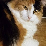 Callie is registered to the contest to win money with this photo: cat, calico, fluffy, fur, pet, animal, indoor, floor, close_up, whiskers, face, eyes, cute, domestic, feline, mammal, relaxed, looking, portrait, cozy