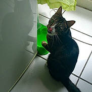 Maya participe au concours pour gagner de l'argent avec cette photo :