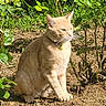 cat, ginger_cat, animal, pet, garden, plants, greenery, outdoor, sunlight, soil, earth, nature, whiskers, collar, sitting, feline, mammal, quiet, calm, daylight