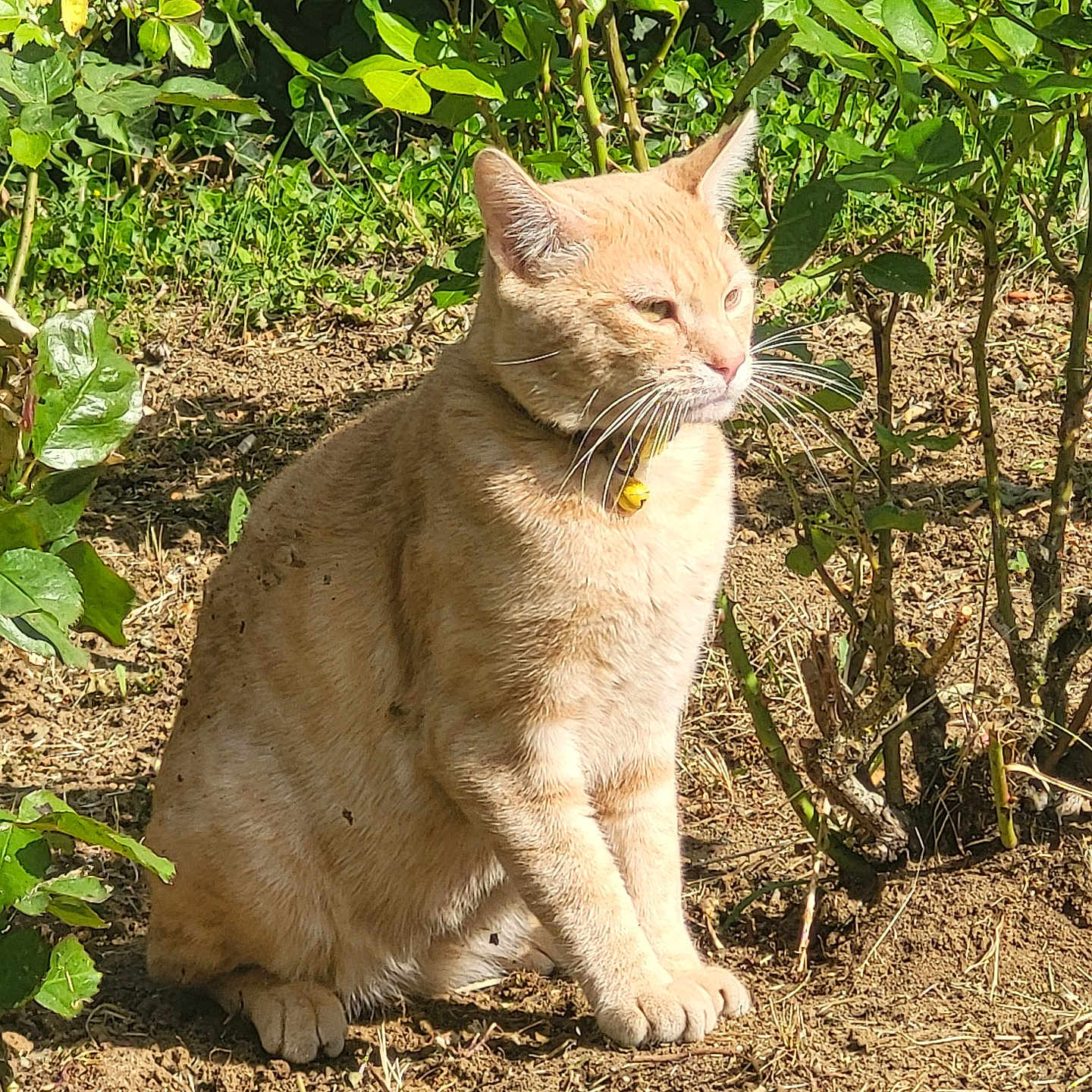 Aldo