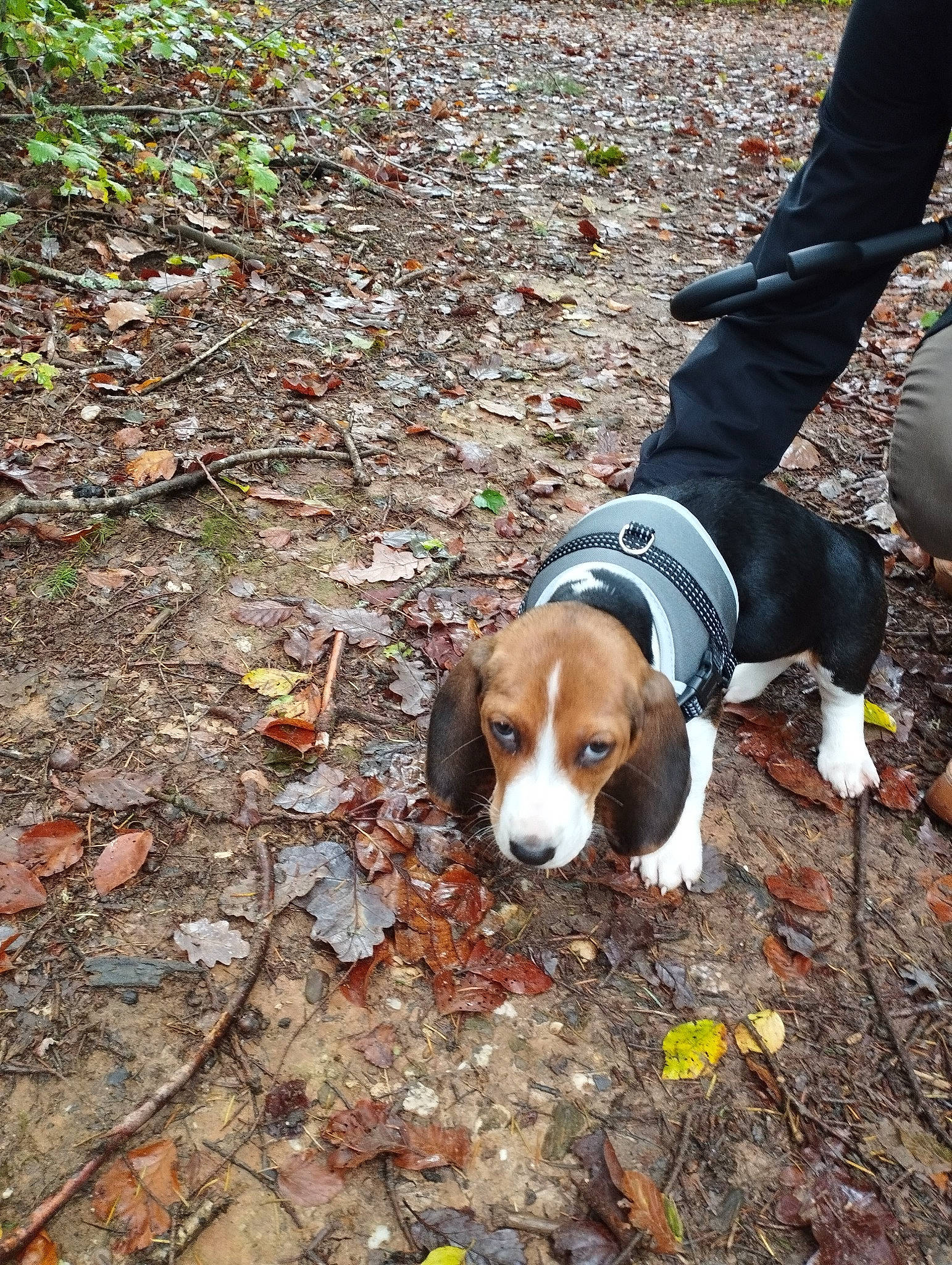 Flocki participe au concours pour gagner de l'argent avec cette photo : adventure, beagle_harrier, canidae, carnivore, companion_dog, dog, dog_breed, hound, hunting_dog, plant, scent_hound, soil, sporting_group, walking