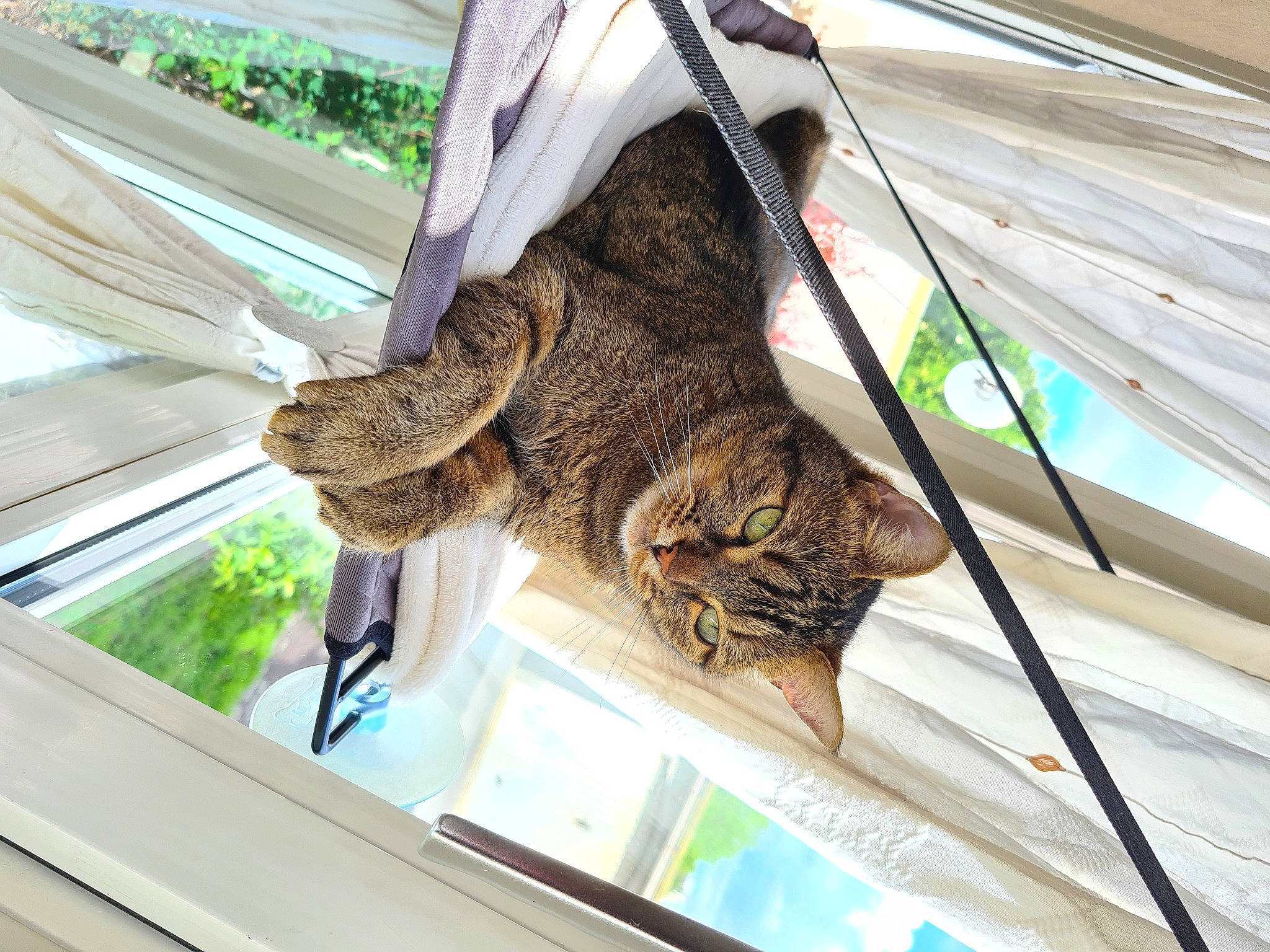 Atila participe au concours pour gagner de l'argent avec cette photo : carnivore, cat, domestic_short_haired_cat, fawn, felidae, fur, grass, hat, pattern, plant, small_to_medium_sized_cats, tail, terrestrial_animal, textile, tree, vertebrate, whiskers, wildlife, window, wood