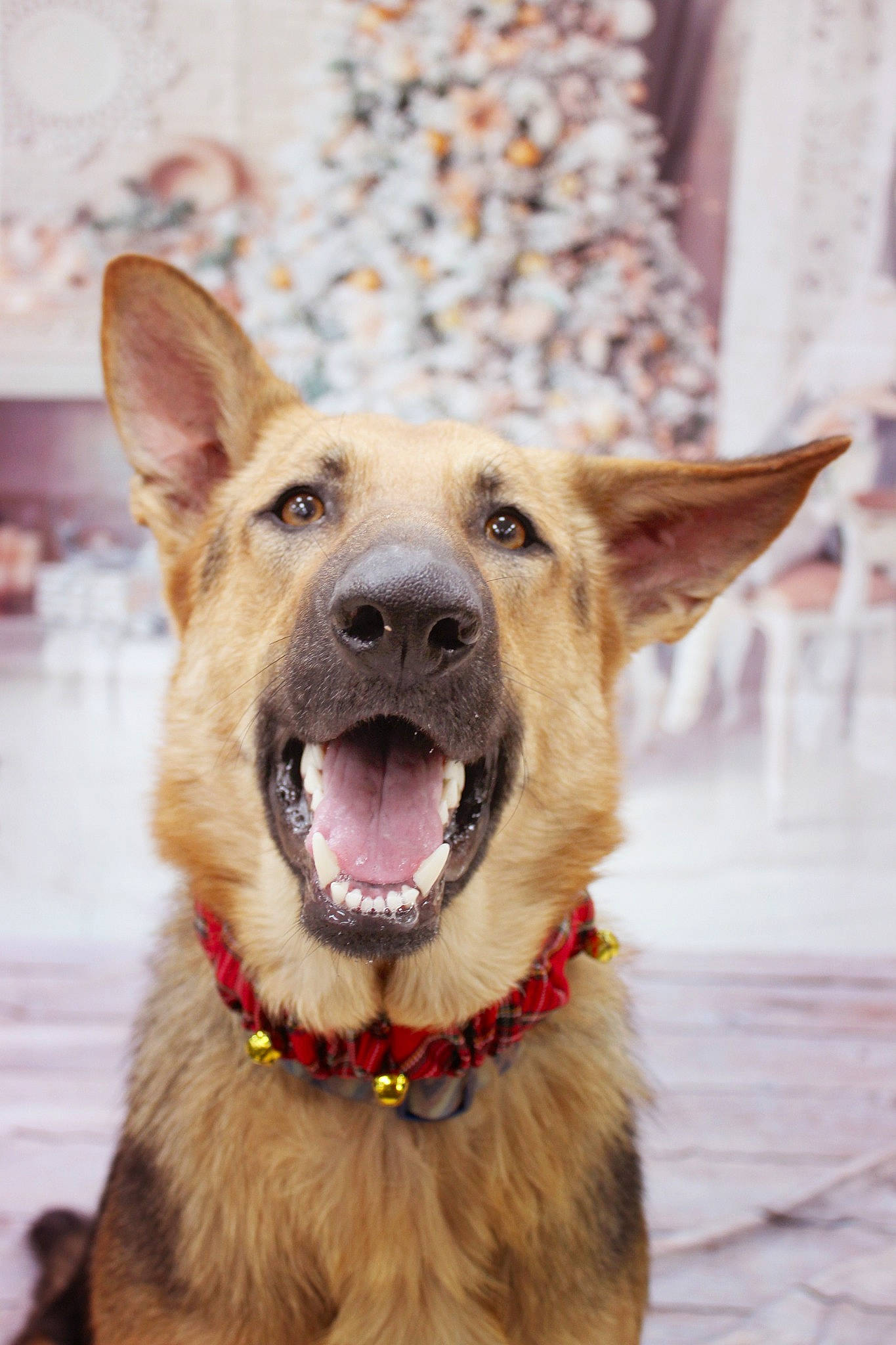 Zues is registered to the contest to win money with this photo: canidae, carnivore, dog, dog_breed, dog_collar, east_european_shepherd, fawn, german_shepherd_dog, king_shepherd, kunming_wolfdog, mammal, rare_breed_dog, snout, street_dog, vertebrate, working_dog