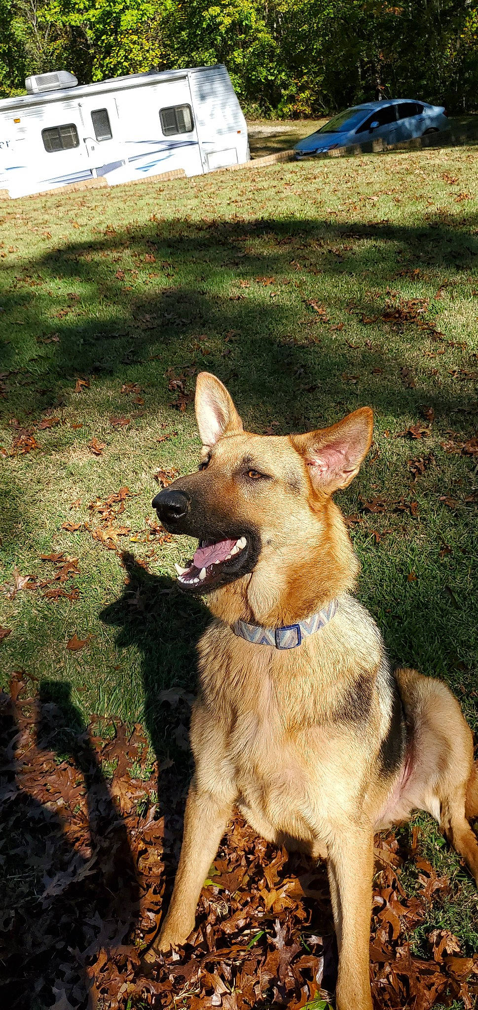 Zues is registered to the contest to win money with this photo: belgian_shepherd_malinois, canidae, carnivore, dog, dog_breed, east_european_shepherd, fawn, german_shepherd_dog, king_shepherd, kunming_wolfdog, mammal, old_german_shepherd_dog, rare_breed_dog, shiloh_shepherd_dog, vertebrate, working_dog