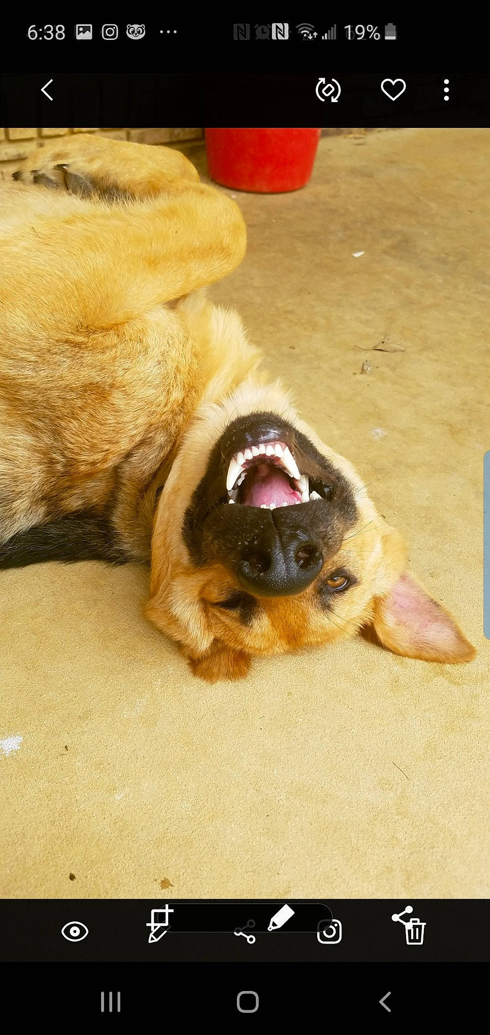 Zues joined the competition — help win amazing prizes! canidae, carnivore, dog, dog_breed, fawn, german_shepherd_dog, mammal, paw, pug, snout, street_dog